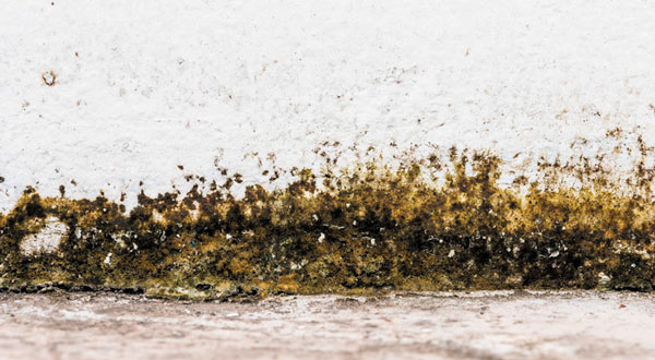 Does Your Home Have Basement Mold?