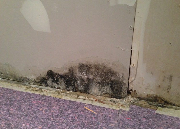 photo of mould on drywall