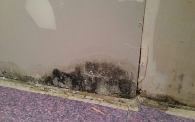 The Toxic Reality of Mold